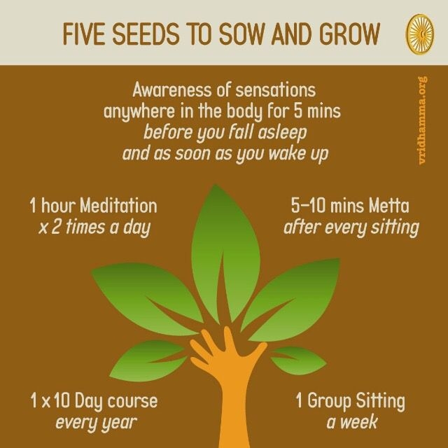 5 SEEDS TO SOW & GROW
